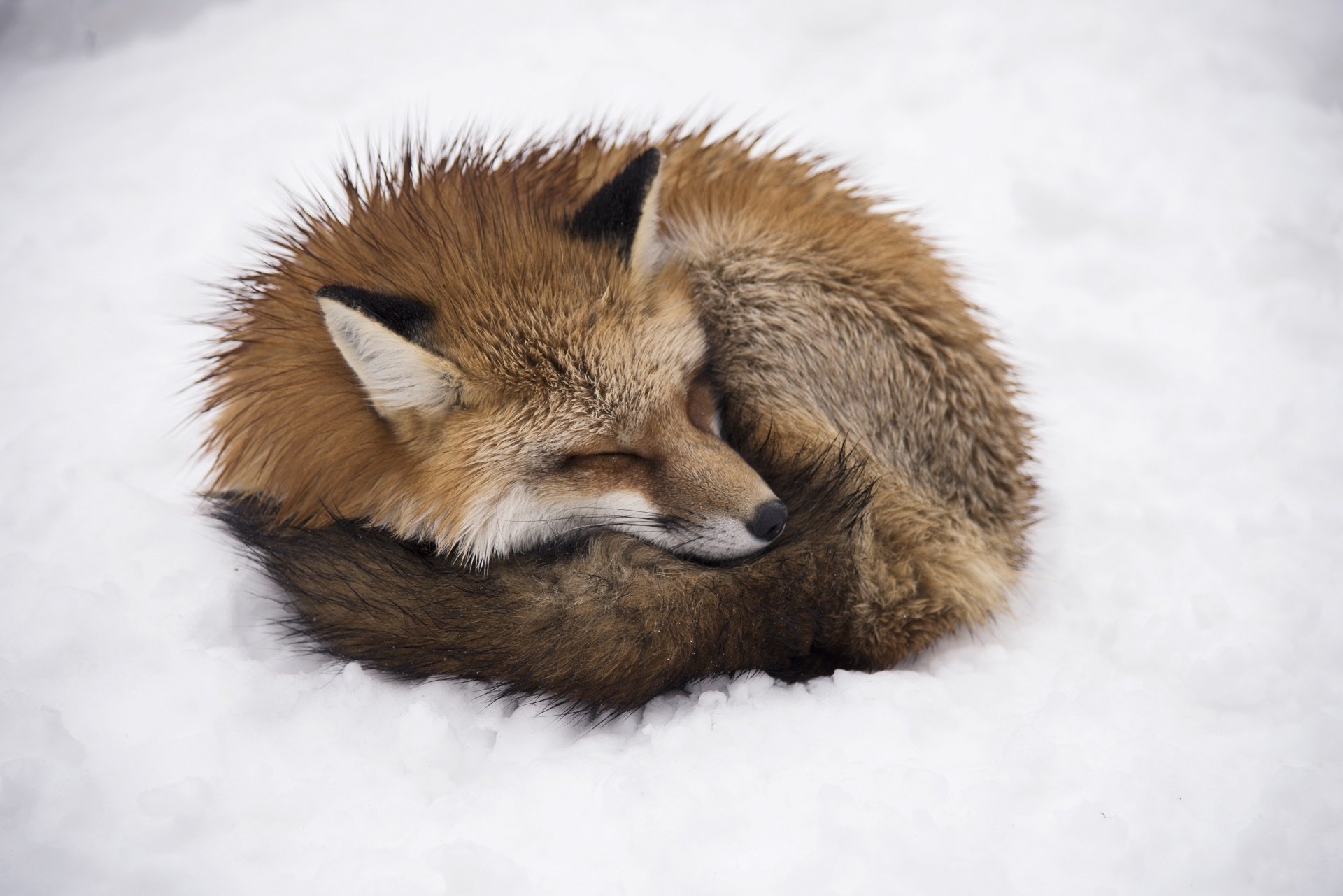 Download Animal Fox HD Wallpaper