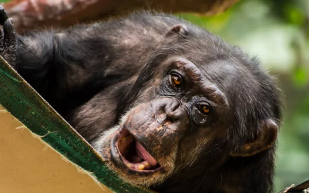 Animal chimpanzee HD Desktop Wallpaper | Background Image