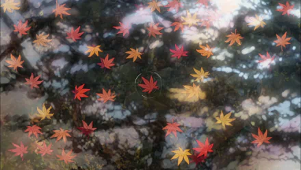HD anime desktop wallpaper from Your Name. showing colorful autumn leaves floating on water with reflections of trees in the background.