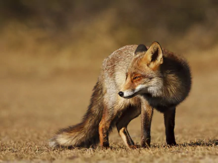 HD PC desktop wallpaper showing a red fox standing on dry grass, bathed in warm golden light with a soft, blurred background.