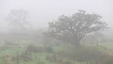 HD PC desktop wallpaper: a gnarled tree rising from a foggy nature meadow, soft green grass and mist-shrouded trees fading into the background.