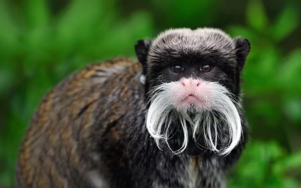  Emperor Tamarin by Thomas Marent