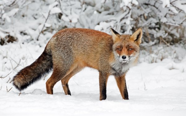 Animal Fox Winter Snow HD Wallpaper | Background Image