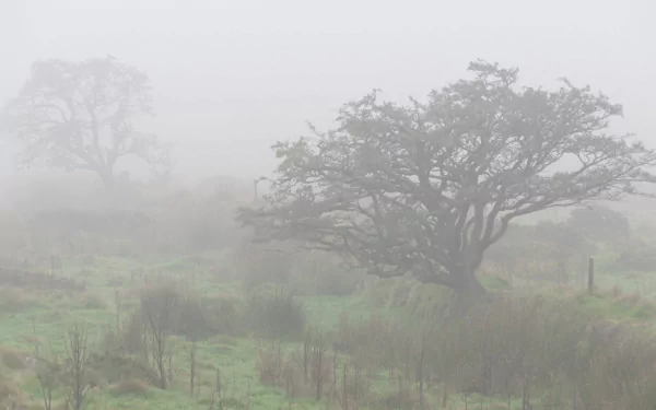 HD PC desktop wallpaper: a gnarled tree rising from a foggy nature meadow, soft green grass and mist-shrouded trees fading into the background.