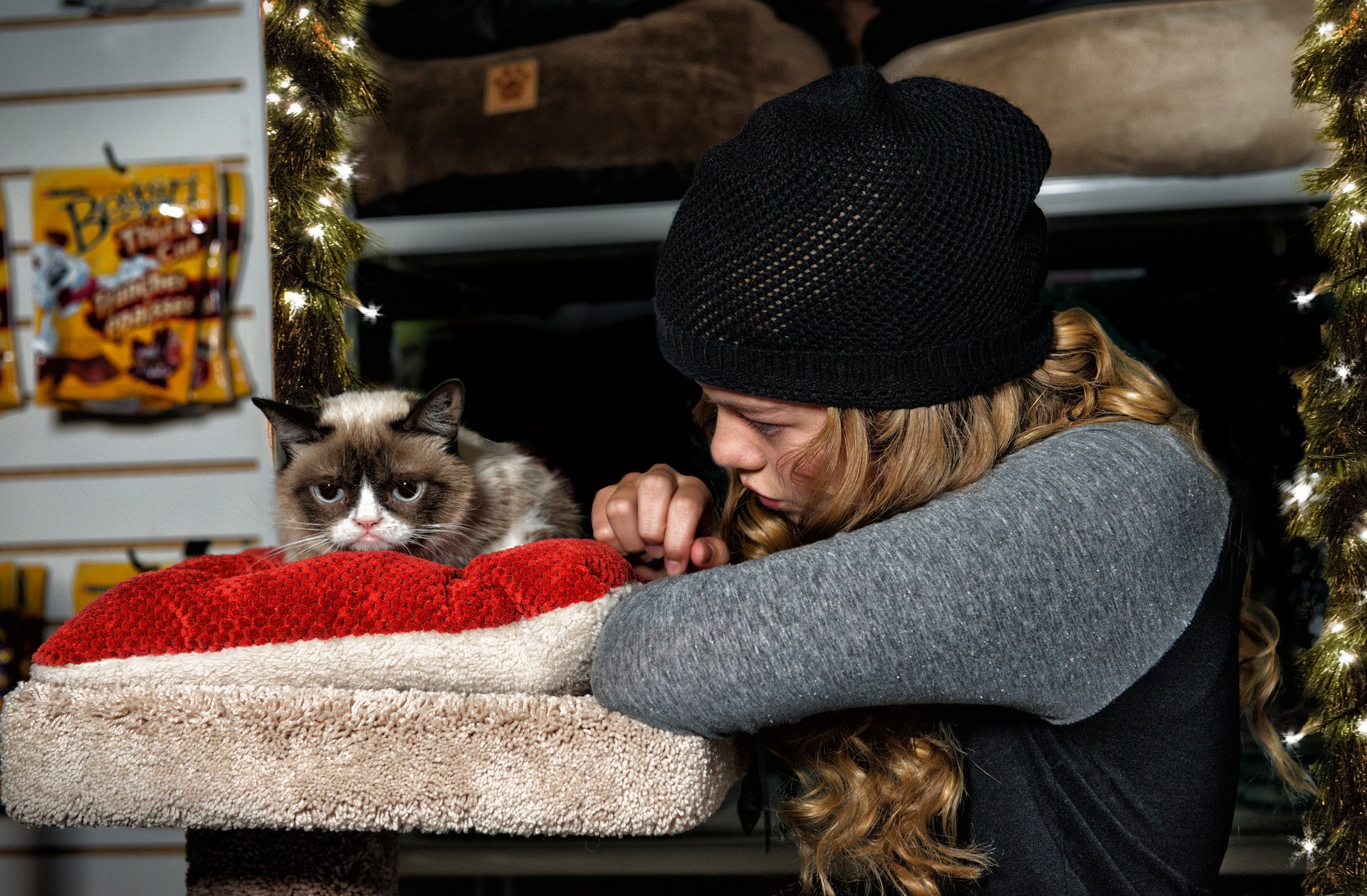 Download Cat Grumpy Cat Movie Grumpy Cat's Worst Christmas Ever HD Wallpaper