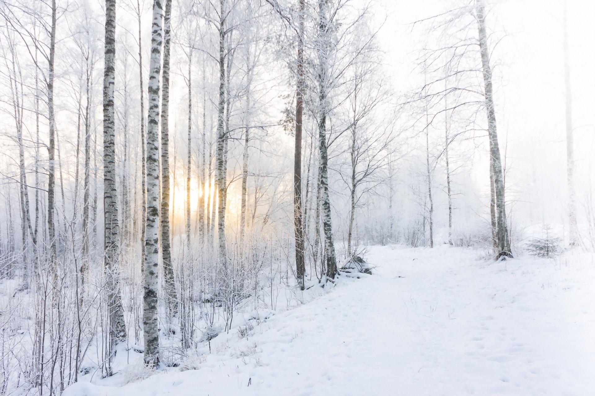 Download Sunrise Snow Tree Nature Winter HD Wallpaper