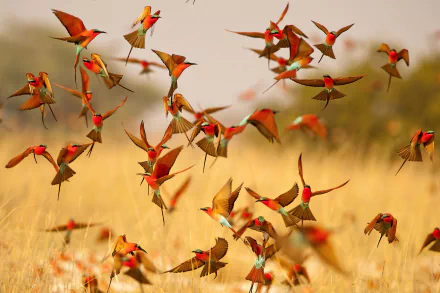 A vibrant flock of Southern Carmine Bee-eater birds in flight over a golden grassland, captured in stunning detail as an HD PC desktop wallpaper and background.