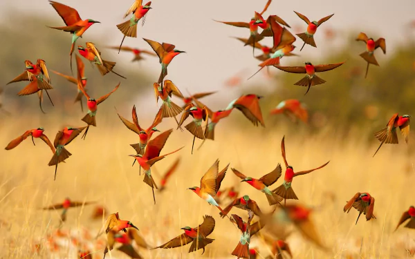 A vibrant flock of Southern Carmine Bee-eater birds in flight over a golden grassland, captured in stunning detail as an HD PC desktop wallpaper and background.