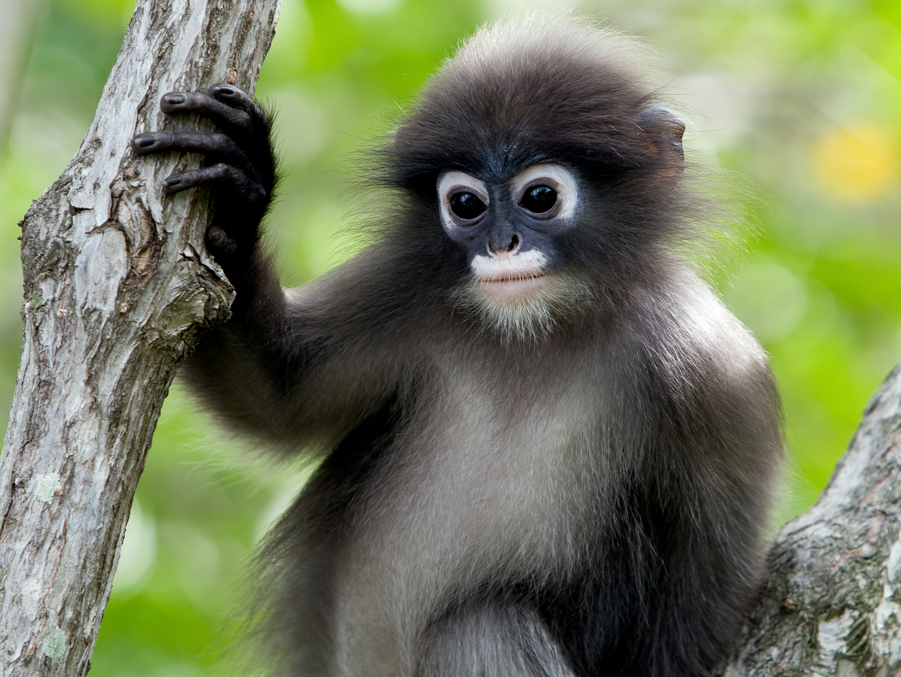 206 Dusky Leaf Monkey Photos, Pictures And Background Images For Free  Download - Pngtree