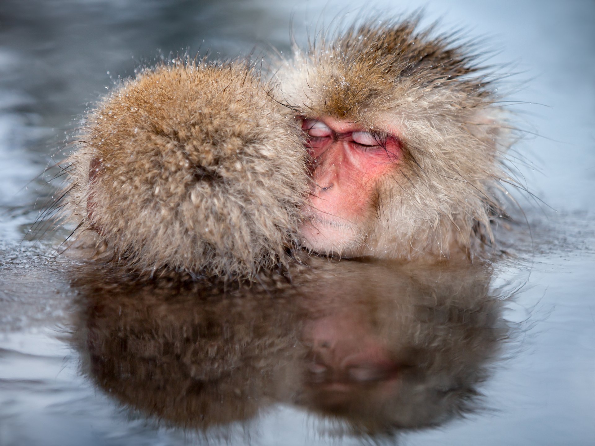 Download Animal Japanese Macaque Snow Monkey 4k Ultra HD Wallpaper