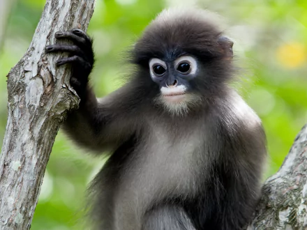 HD PC desktop wallpaper featuring a close-up of a dusky leaf monkey clinging to a tree branch against a blurred green background.