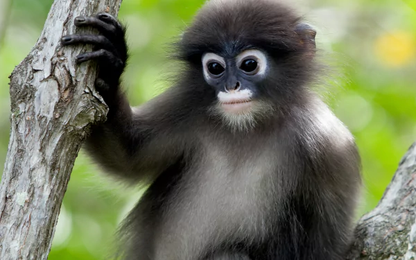 HD PC desktop wallpaper featuring a close-up of a dusky leaf monkey clinging to a tree branch against a blurred green background.