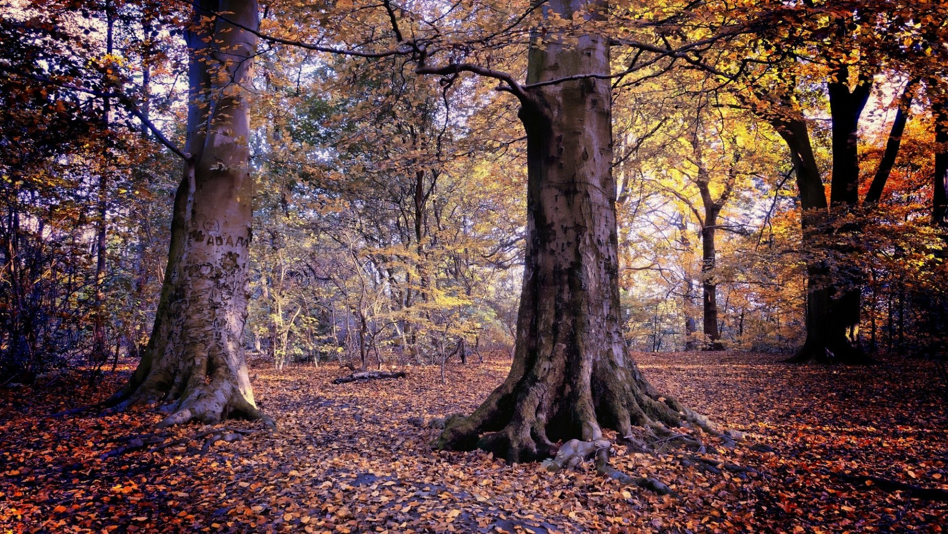 HD desktop wallpaper capturing a serene forest scene in fall, with large tree trunks and vibrant leaves blanketing the ground in warm autumn hues.
