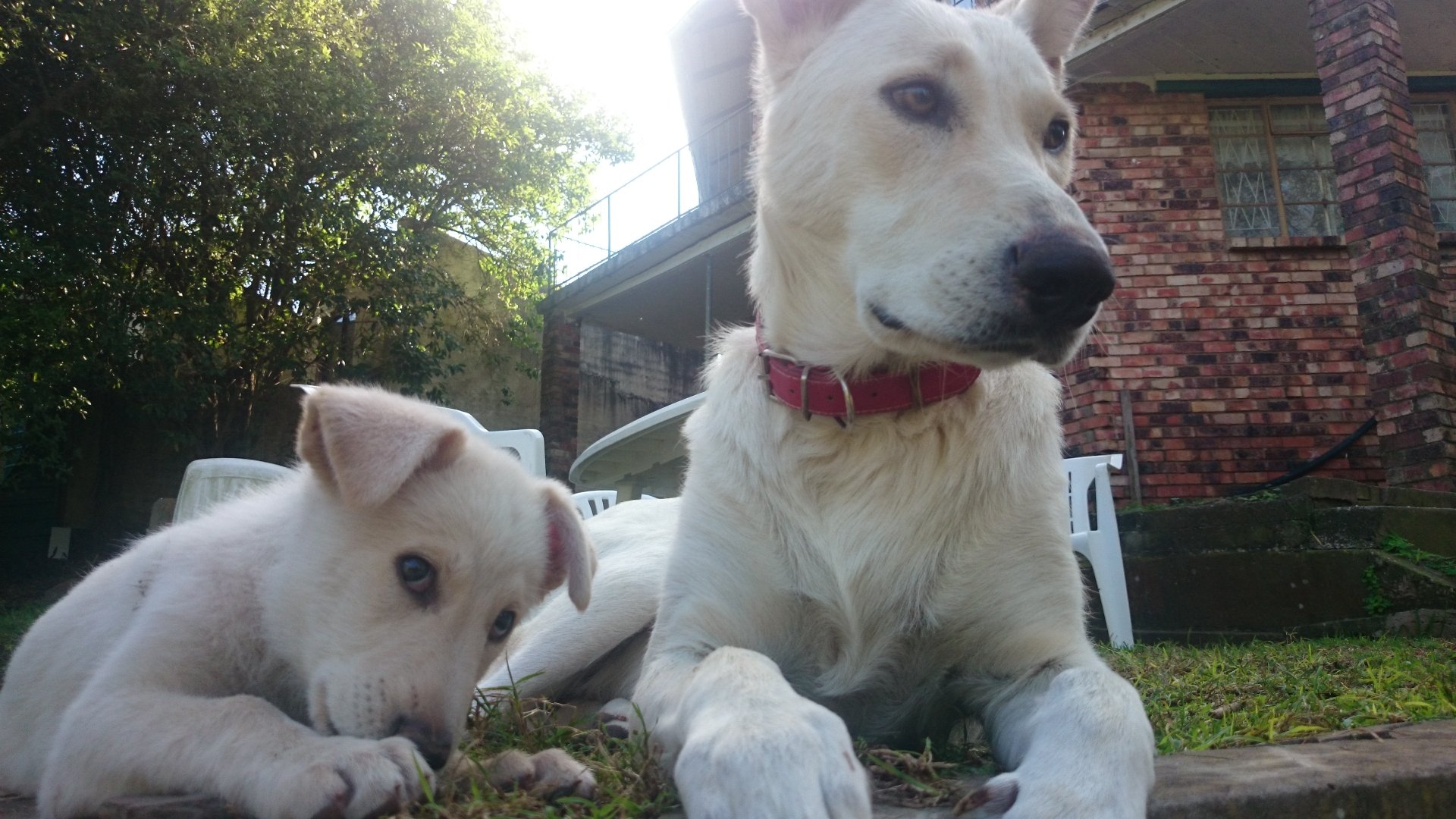 A white Swiss Shepherd dog and a puppy rest on grass outside a brick house, captured in a detailed 4K Ultra HD image showcasing the gentle nature of these German Shepherd relatives.