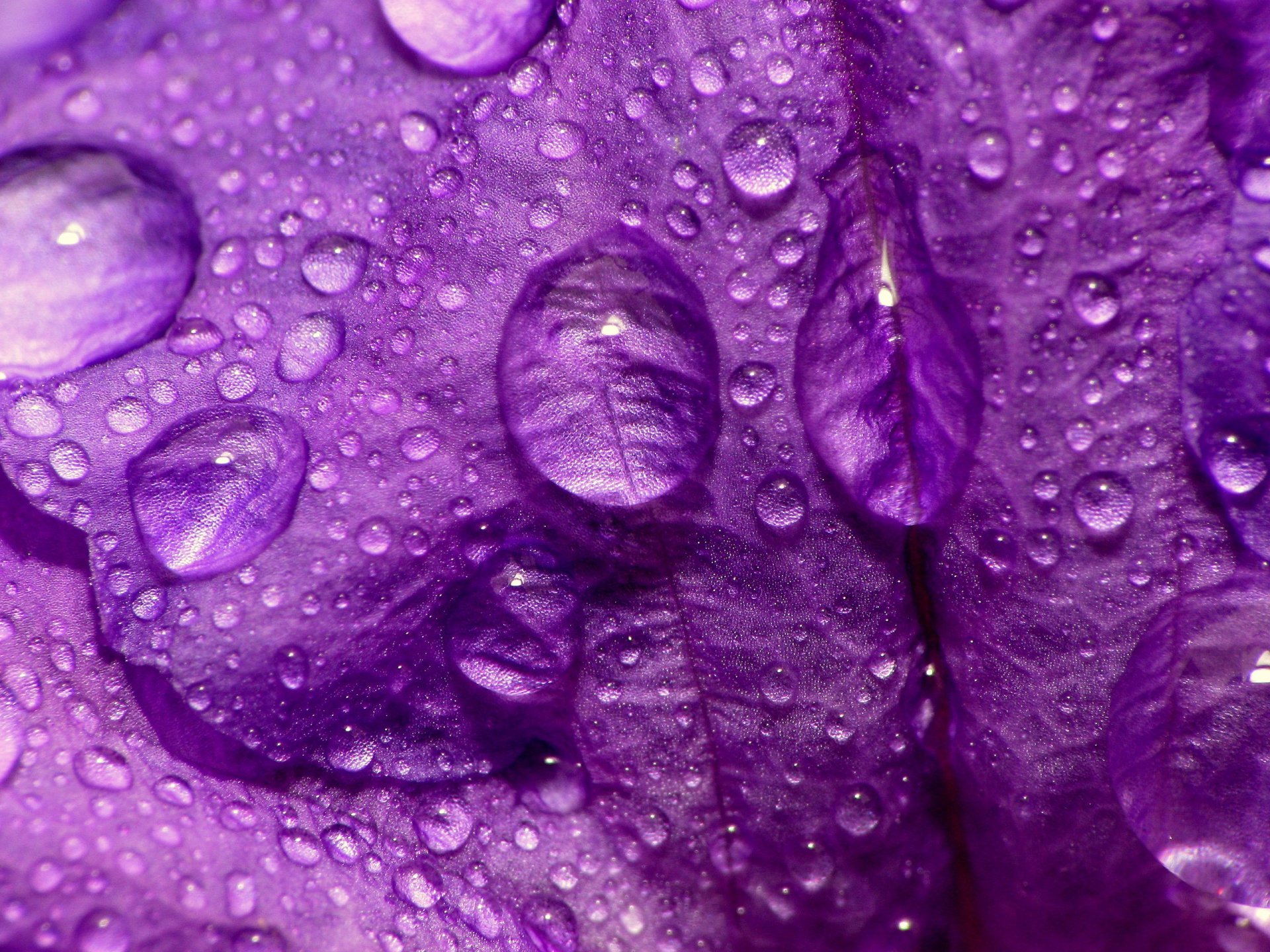 water-drop-hd-wallpaper-background-image-2560x1920-id-67191