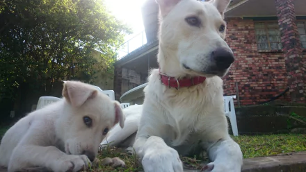 A white Swiss Shepherd dog and a puppy rest on grass outside a brick house, captured in a detailed 4K Ultra HD image showcasing the gentle nature of these German Shepherd relatives.