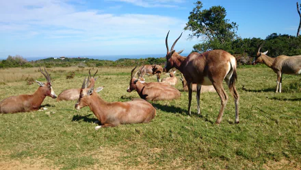 Herd of blesbok antelope grazing and resting on a sunlit grassy plain beneath a blue sky — 4K Ultra HD PC desktop wallpaper and background.