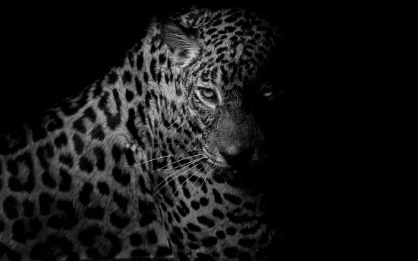 A dramatic black and white HD wallpaper featuring a leopard, showcasing its striking spots and intense gaze against a dark background.