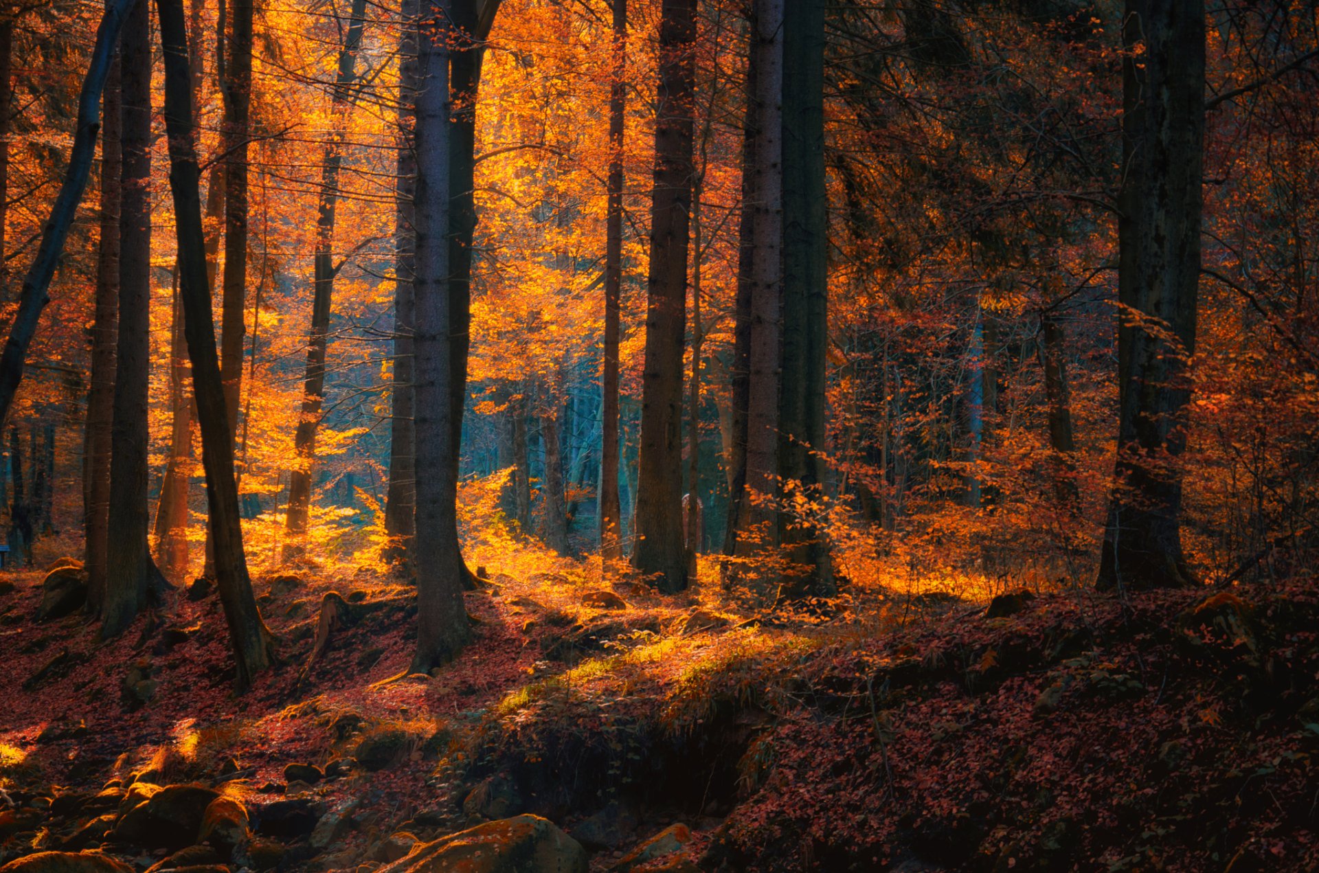 Autumn Forest Full HD Wallpaper and Background Image