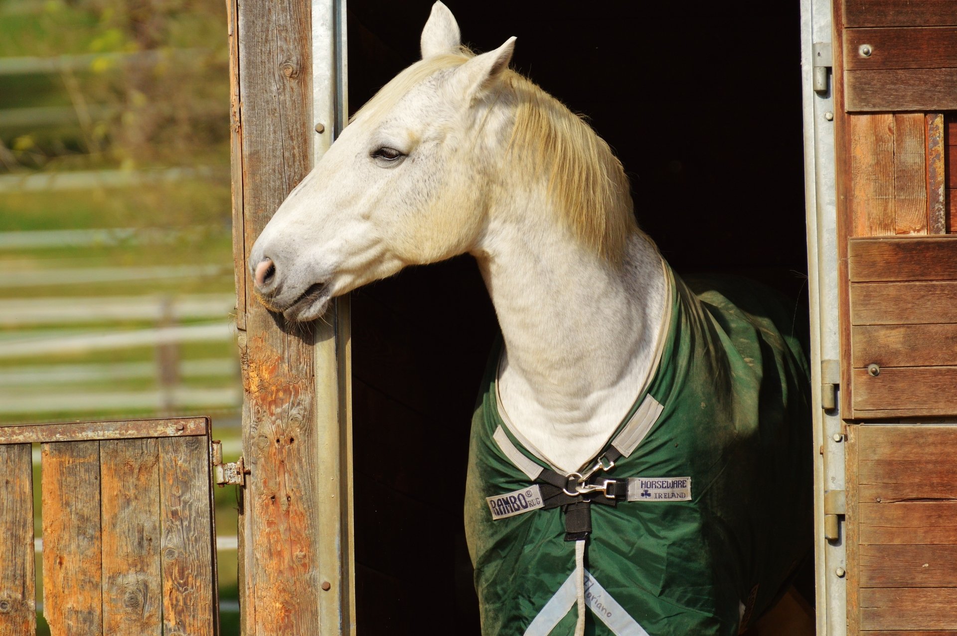 beautiful-white-horse-in-a-stable-4k-ultra-papel-de-parede-hd-plano