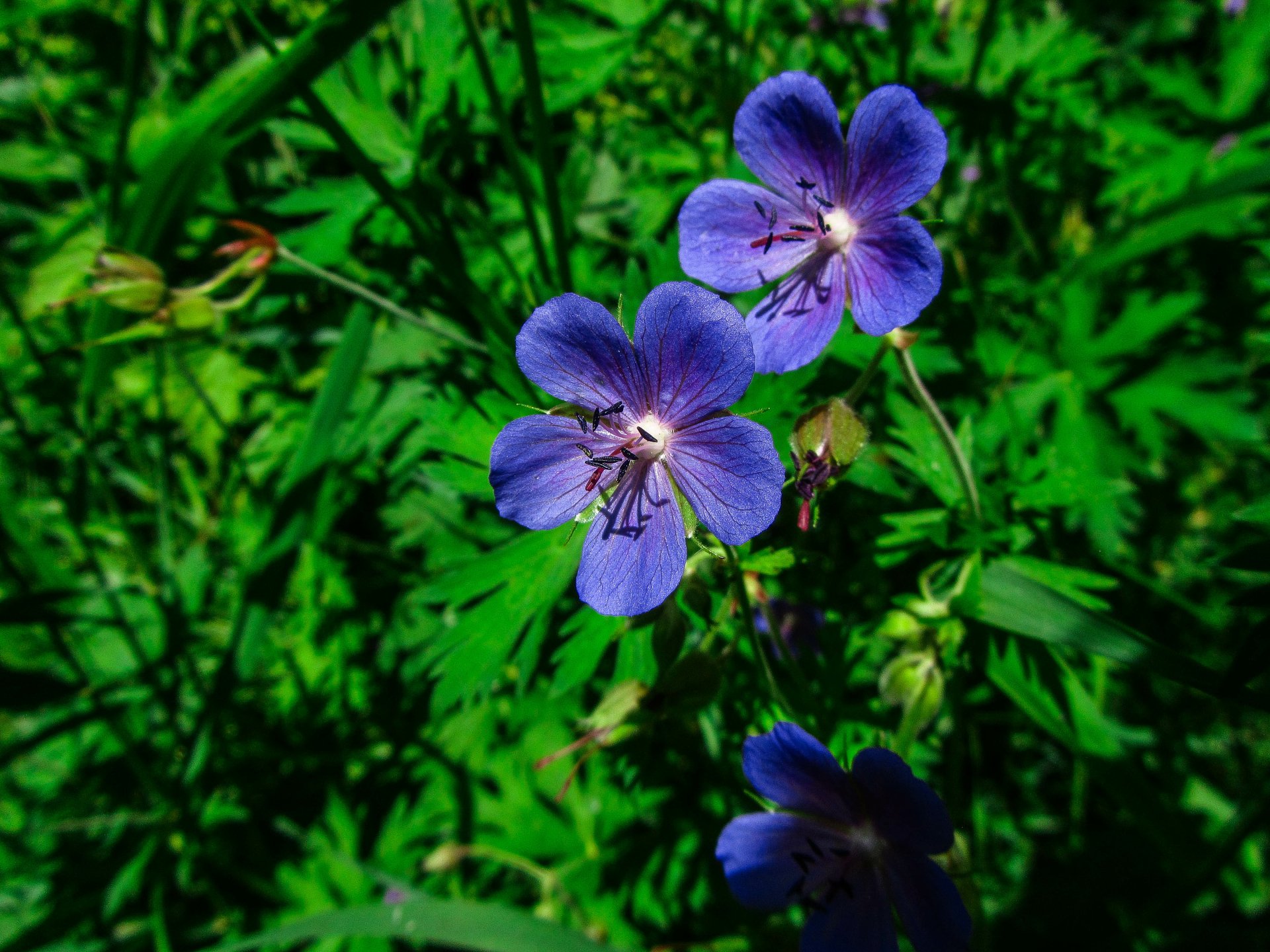 Download Purple Flower Nature Flower 4k Ultra HD Wallpaper by Vergilius