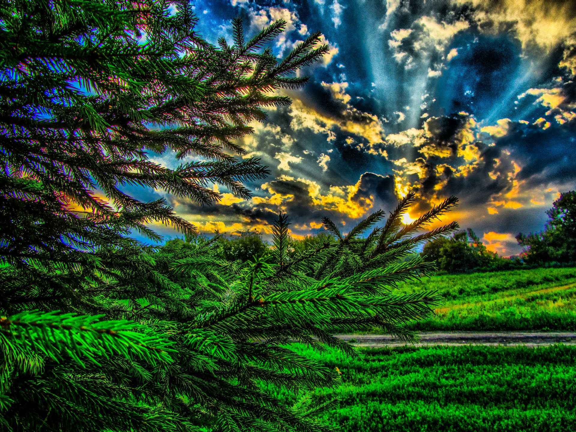 Download Sky Pine Tree Cloud Nature Landscape 4k Ultra HD Wallpaper by ...