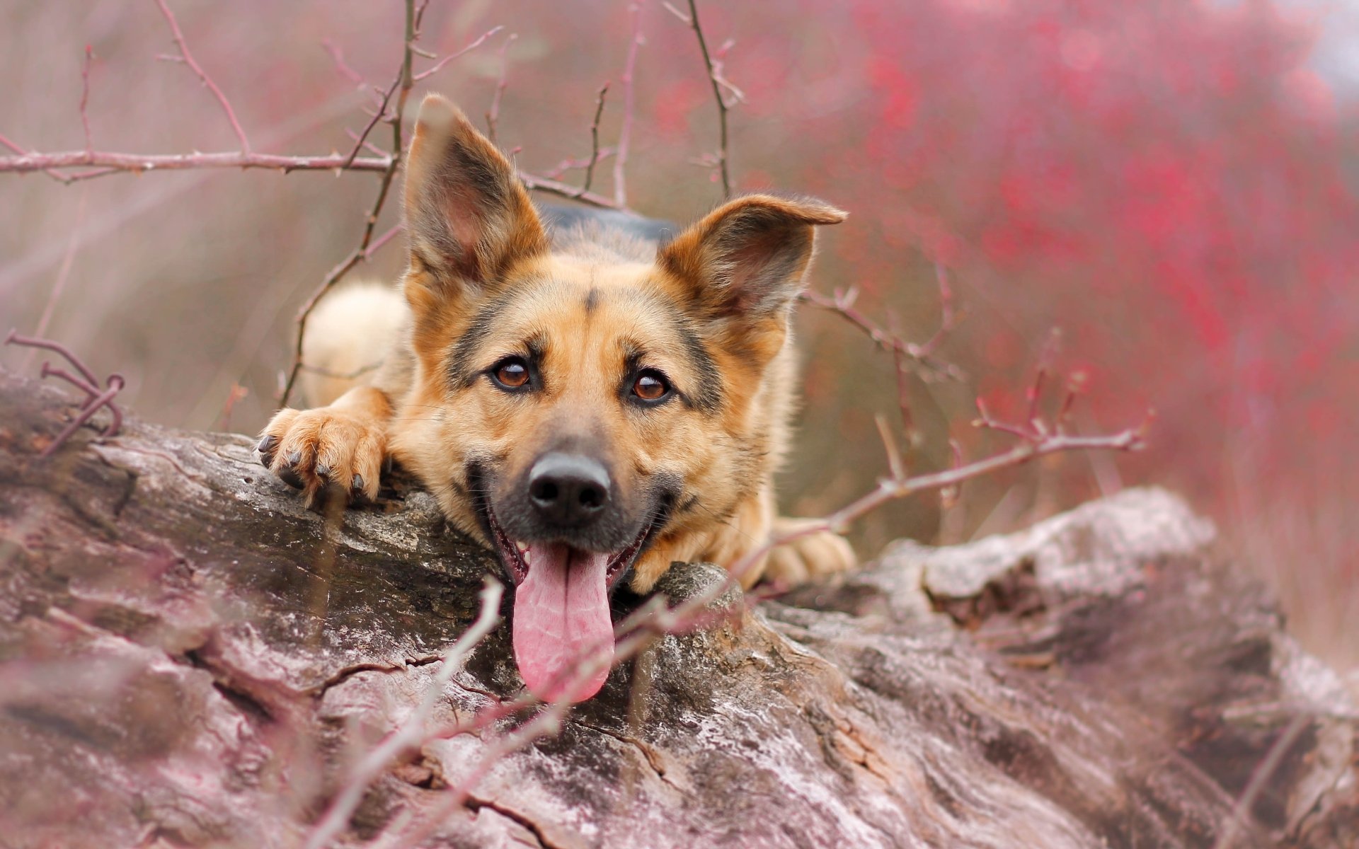A cute German Shepherd rests on a log, playfully sticking out its tongue against a soft bokeh background of vibrant colors, creating a charming 4K Ultra HD desktop wallpaper.