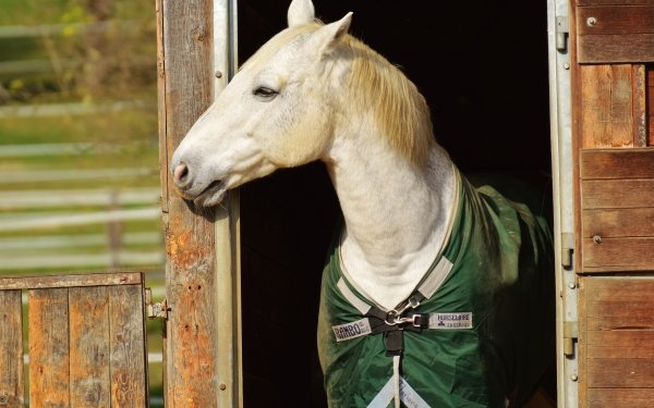 Animal Horse HD Wallpaper | Background Image