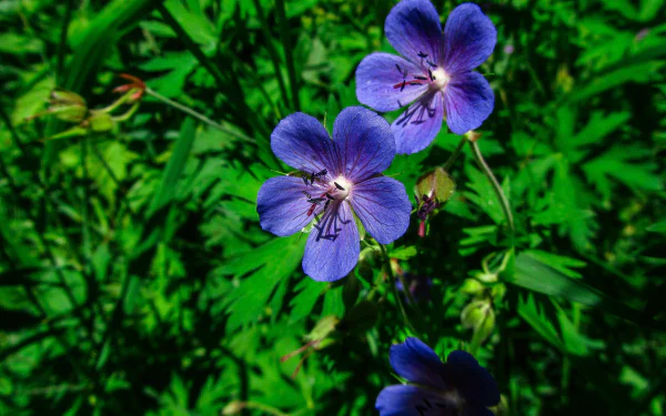 purple flower nature flower HD Desktop Wallpaper | Background Image