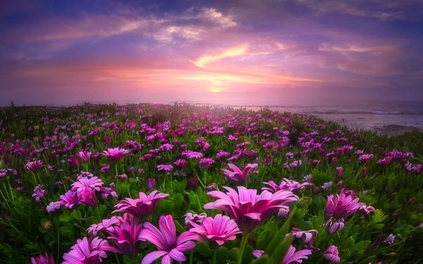 Nature Daisy Flowers Field Flower Purple Flower HD Wallpaper | Background Image