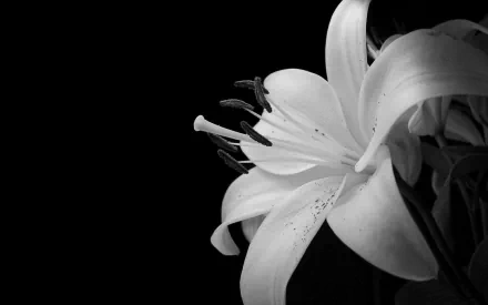 Black and white close-up of a blooming lily against a dark background, highlighting delicate petals and stamens, captured as an HD PC desktop wallpaper.
