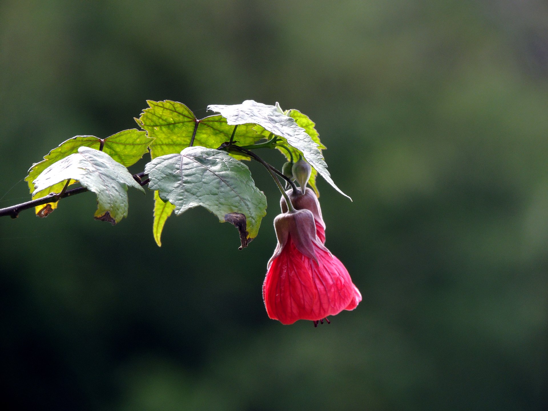 A vibrant pink flower hanging from a leafy branch against a soft green background, captured in stunning 4K Ultra HD for a nature-inspired desktop wallpaper.