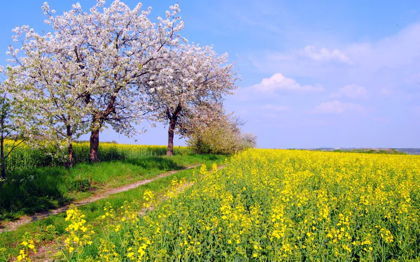 A vibrant spring scene featuring blooming yellow rapeseed flowers in a lush field, with blossoming trees lining a tranquil path under a clear blue sky.