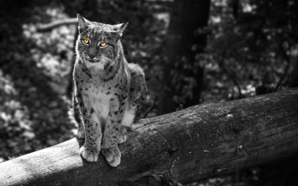 Animal Lynx Cats Selective Color Bokeh HD Wallpaper | Background Image