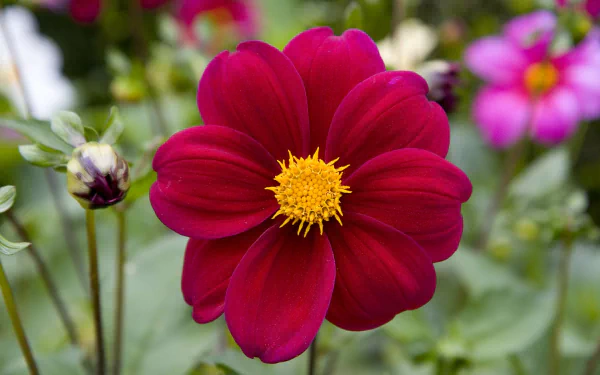  Close-up of Maroon Flower
