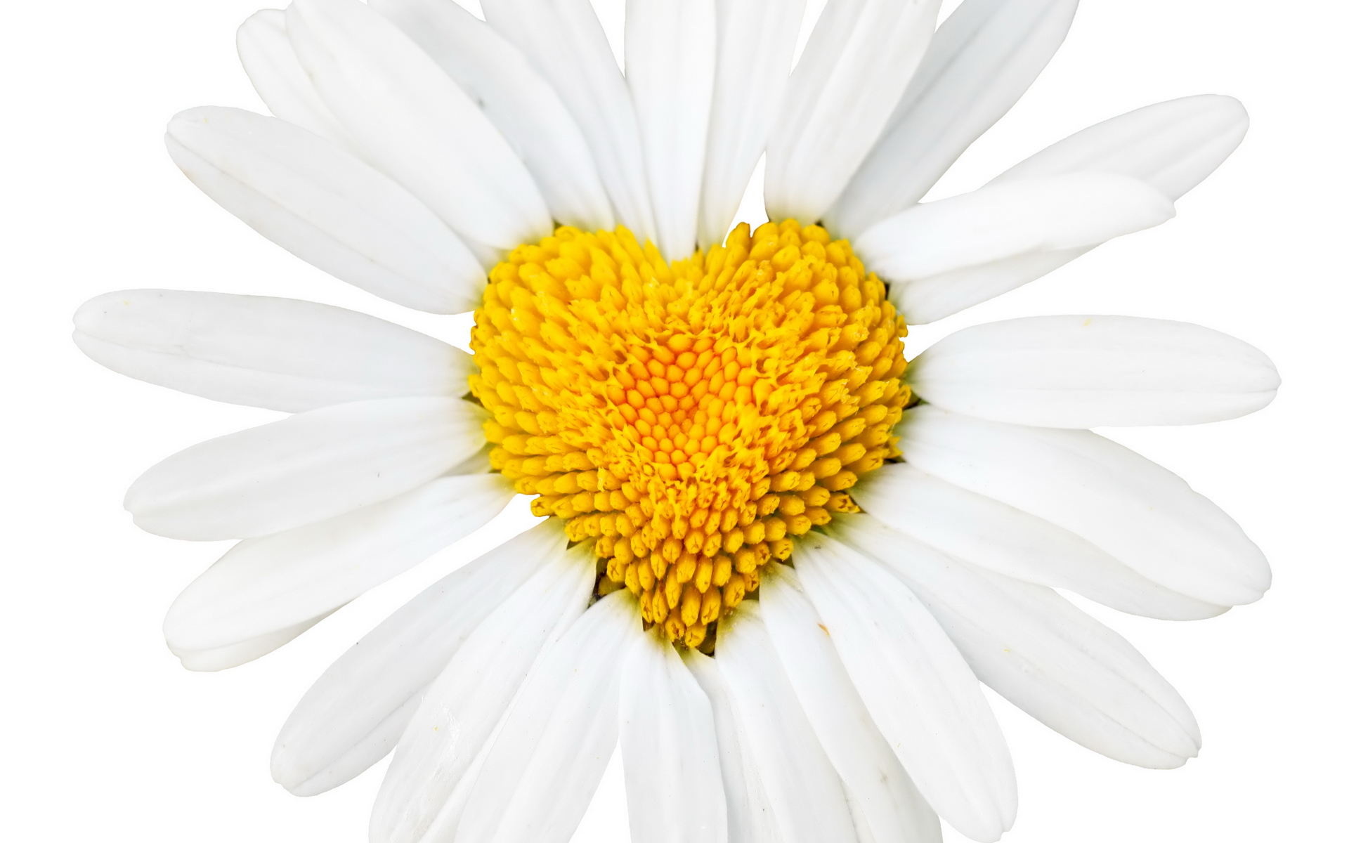 Download Love Valentine's Day Yellow White Daisy Artistic Heart HD ...