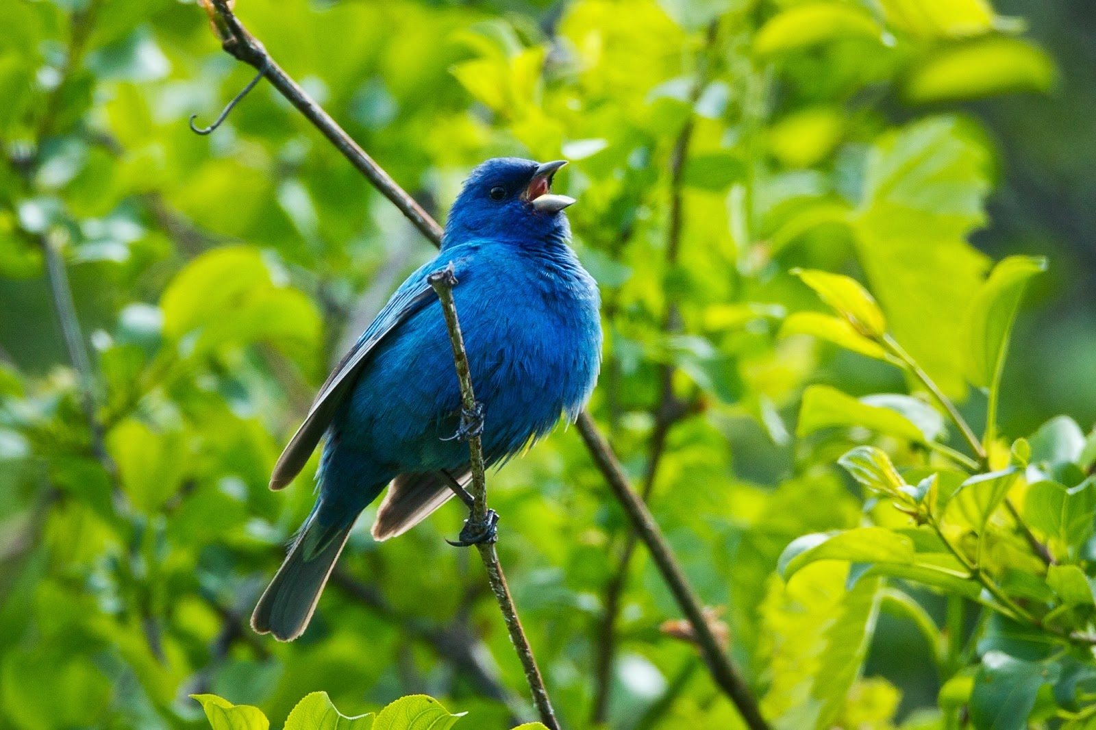 Indigo Bunting on Tree Branch Wallpaper and Background Image | 1600x1066