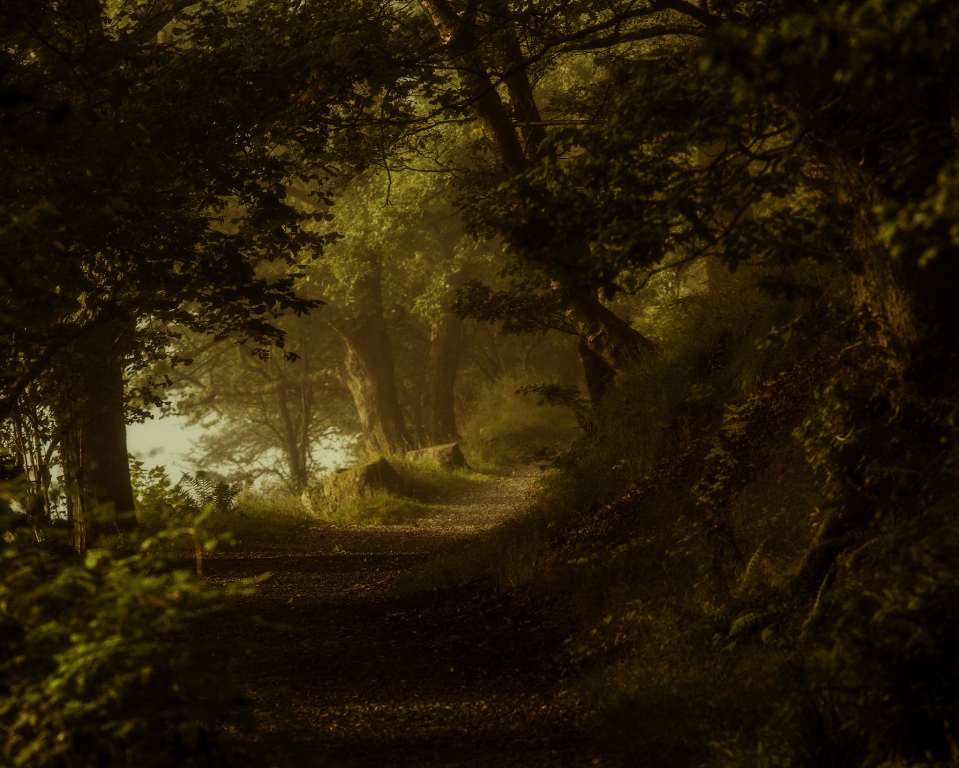 A serene forest path winding through dense trees with soft, dappled sunlight filtering in, captured in HD quality as a nature-themed PC desktop wallpaper.