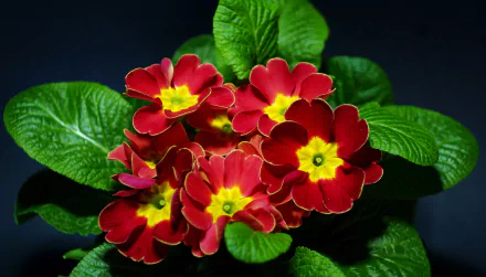Vibrant red primula flower cluster with yellow centers and lush green leaves on a dark backdrop — 2K Quad HD PC desktop wallpaper celebrating nature.
