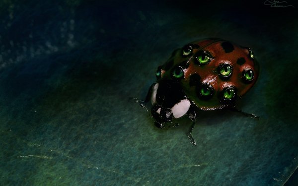 Animal Ladybug Green Plant Macro Photoshop Eye Dark Horror HD Wallpaper | Background Image