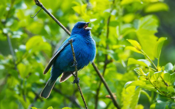  Indigo Bunting on Tree Branch