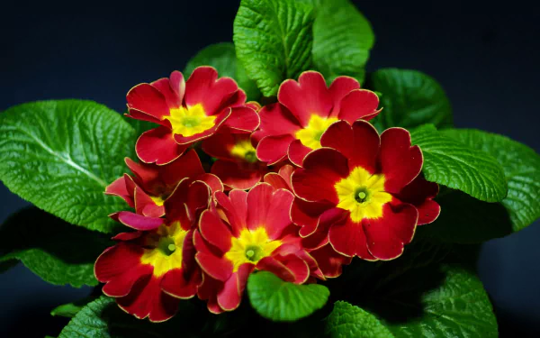 Vibrant red primula flower cluster with yellow centers and lush green leaves on a dark backdrop — 2K Quad HD PC desktop wallpaper celebrating nature.