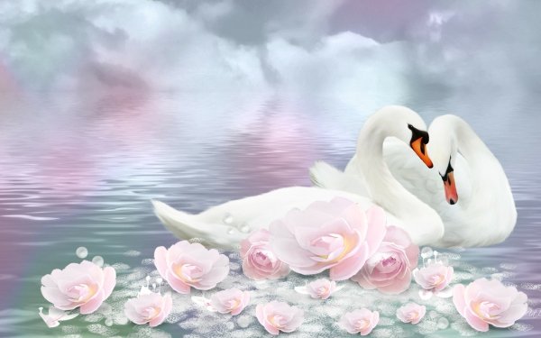 Animal Swan Birds Swans Lotus Cloud Reflection HD Wallpaper | Background Image