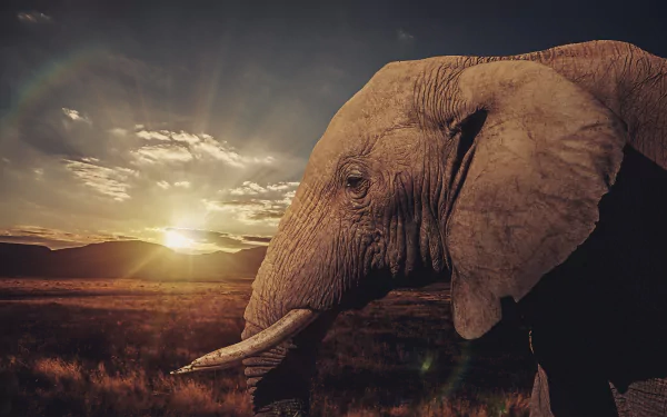 A majestic African bush elephant stands in silhouette against a stunning sunset over the savannah, captured in HD for a striking desktop wallpaper and background.