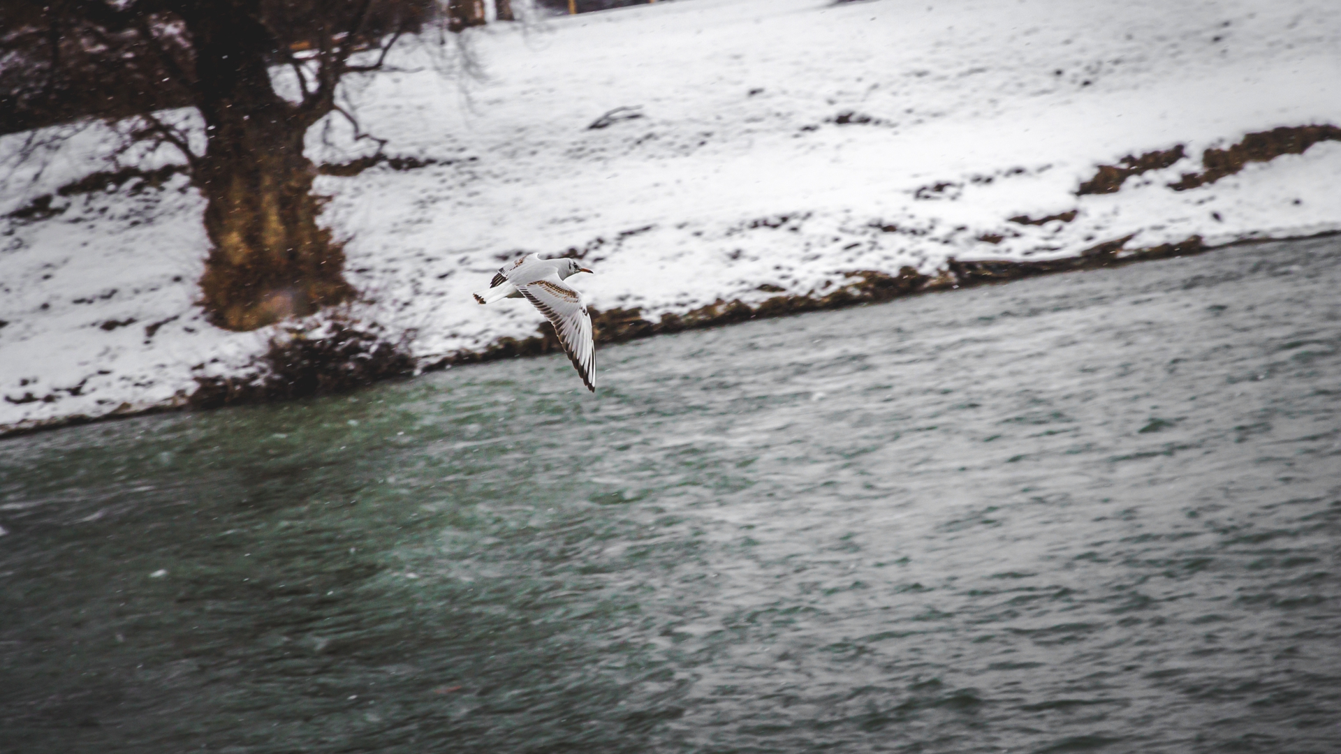 Animal Seagull HD Wallpaper | Background Image