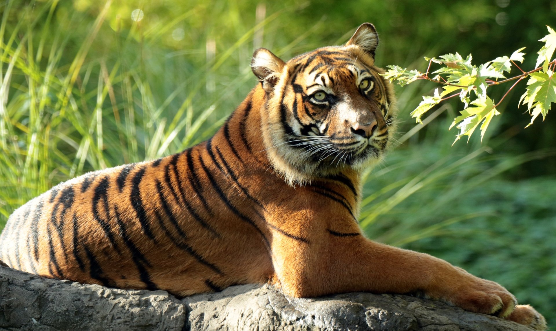 Sumatran Tiger