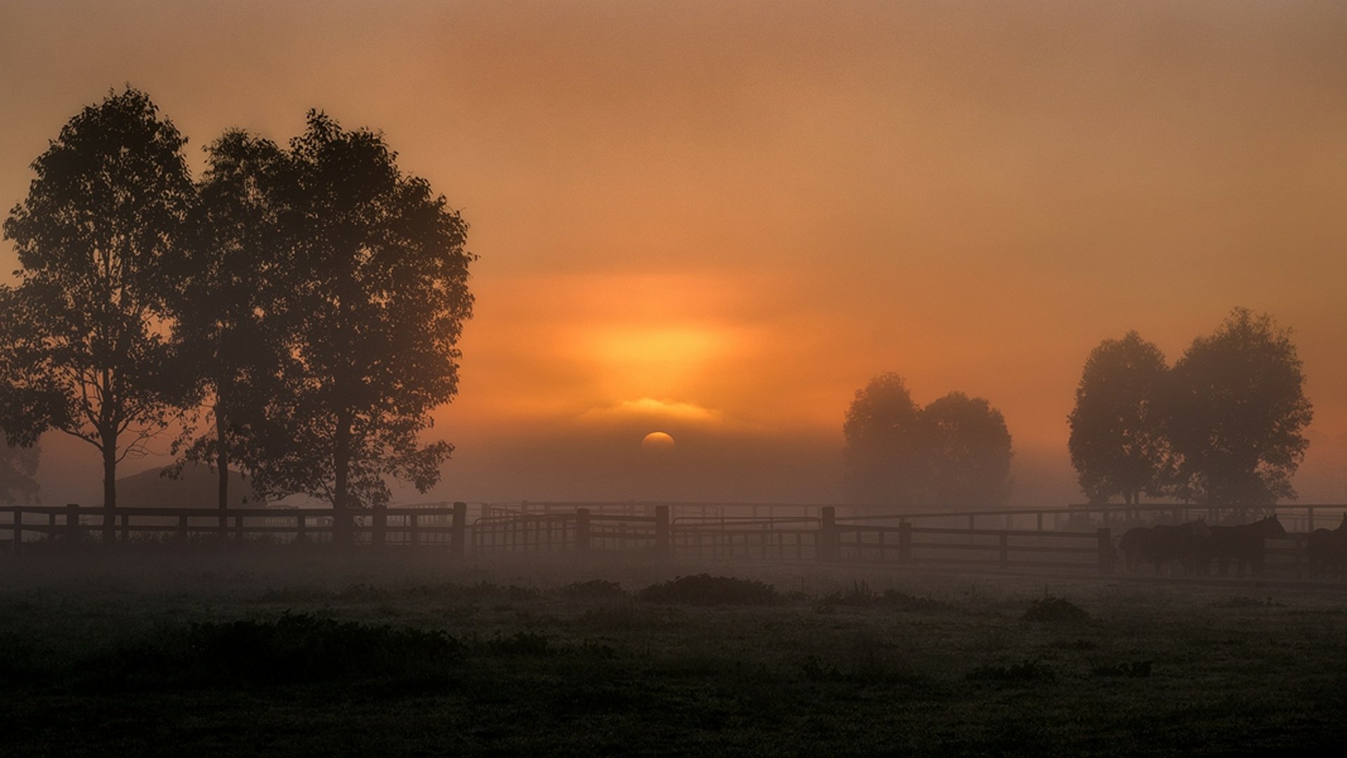 HD PC desktop wallpaper capturing a serene sunrise over a misty landscape with silhouetted trees and a soft orange sky in a natural setting.