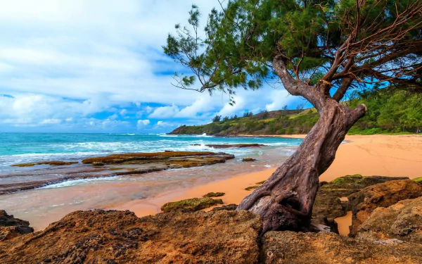 HD desktop wallpaper showcasing Kauai's coastline in Hawaii with a lone tree on rocky shore, sandy beach, and vibrant ocean under a partly cloudy sky.