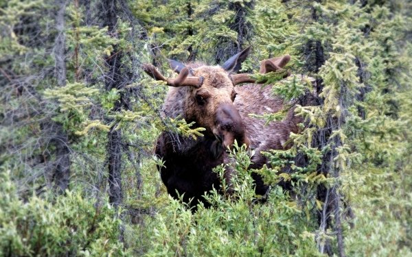 Animal Moose Plant Forest HD Wallpaper | Background Image