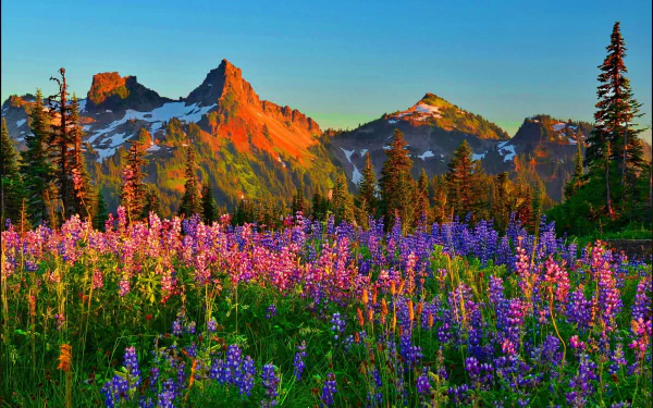 Vibrant spring mountain landscape with colorful lupine flowers, tall trees, and rugged peaks under a clear blue sky in HD desktop wallpaper quality.